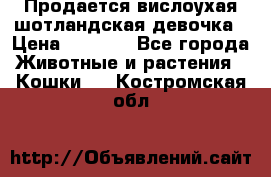Продается вислоухая шотландская девочка › Цена ­ 8 500 - Все города Животные и растения » Кошки   . Костромская обл.